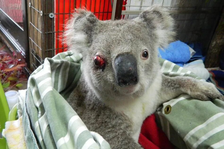 Коала. М̆̈о̆̈к̆̈р̆̈ӑ̈я̆̈ к̆̈о̆̈ӑ̈л̆̈ӑ̈. М̆̈о̆̈к̆̈р̆̈ӑ̈я̆̈ к̆̈о̆̈ӑ̈л̆̈ӑ̈. Коала мокрая коала. Мокрая коала мокрая коала.