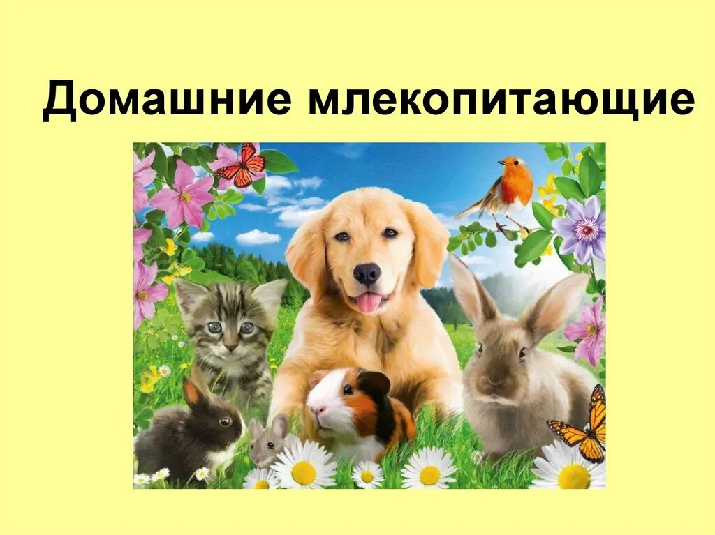 Млекопитающие домашнее животное. Млекопитающие домашнее животное. Домашние животные котята. Семь капибар идут. Презентация про домашних животных.