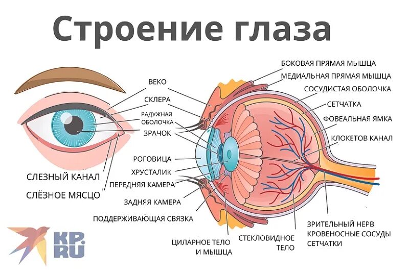 Зрение человека функции. Строение глаза человека анатомия. Строение стекловидного тела глаза. Строение глаза человека схема. Внешнее и внутреннее строение глаза человека.