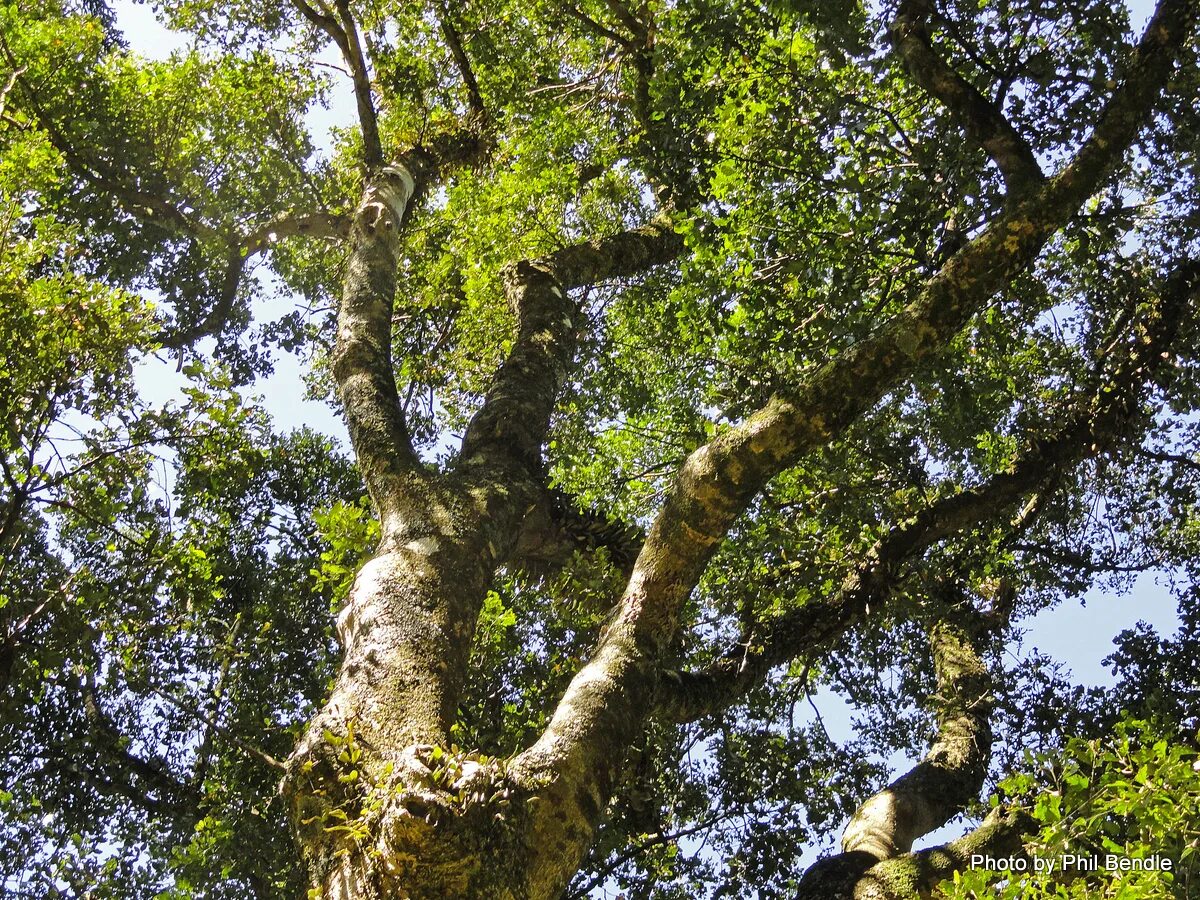 Вечнозеленый 6 букв. Южный бук Nothofagus. Нотофагус Австралии. Серебристый Нотофагус. Нотофагус в новой Зеландии.