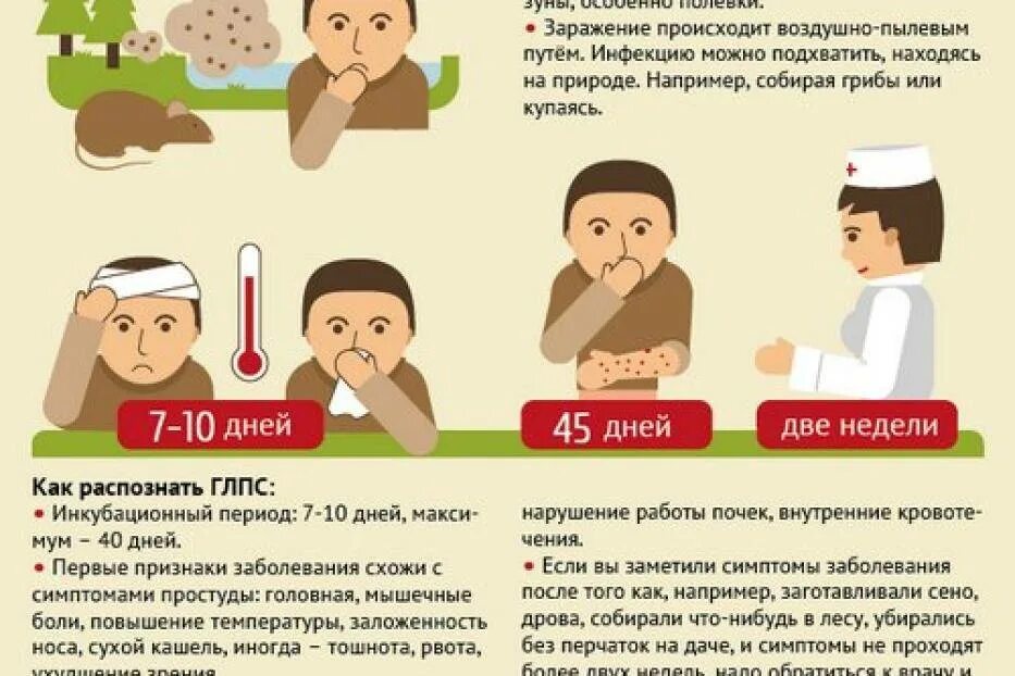 Как передается мышиная лихорадка