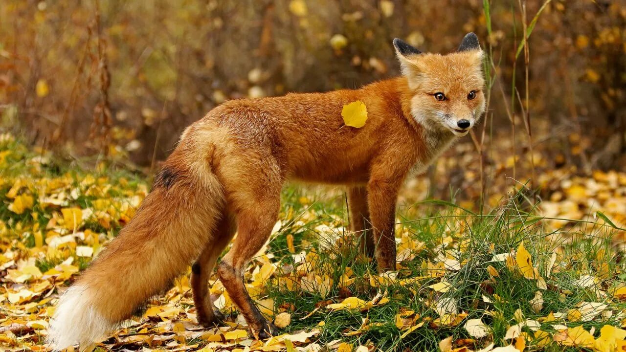 Красивая лиса. Лиса осень. Лиса. Лиса в полный рост. Р лисья.