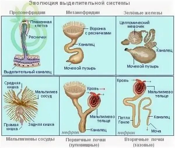 Выделительная система разных животных. Выделительная система разных животных