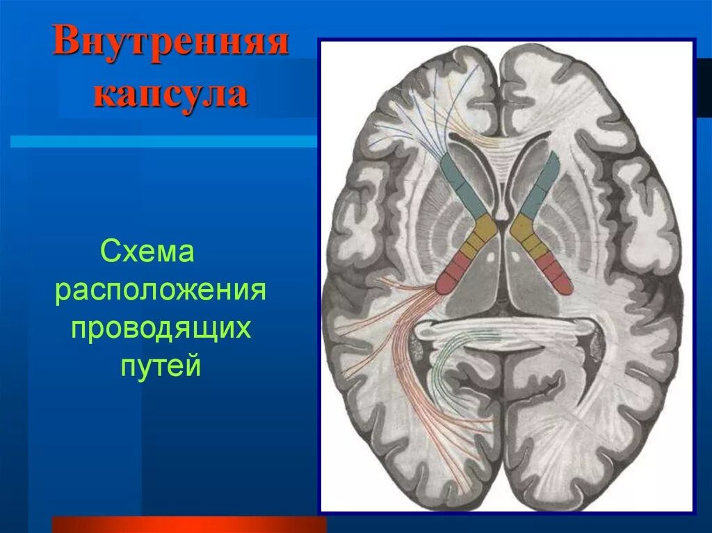 Внутренняя капсула. Внутренняя капсула строение. Задняя ножка внутренней капсулы. Передняя ножка внутренней капсулы.