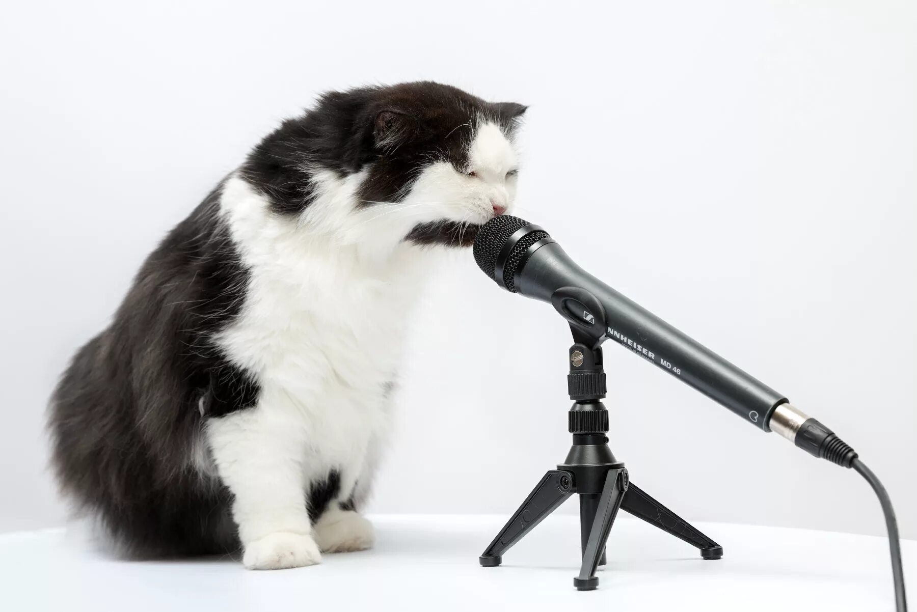 Кот поет в микрофон. Кот с микрофоном. Микро кот. Кошка с микрофоном. Кот поет.