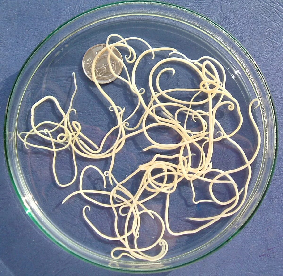 Круглый гельминт Ascaris lumbricoides. Биогельминтозы