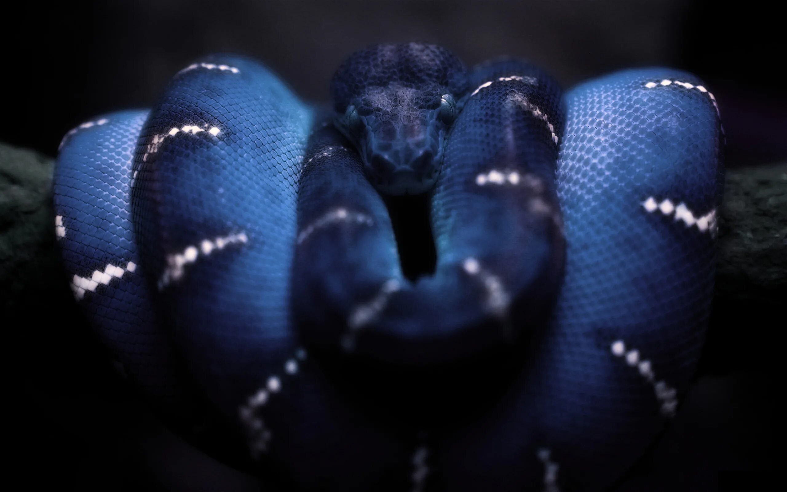 Snake x. Синий питон. Змея питон синяя. Темно синяя змея. Черно голубая змея.