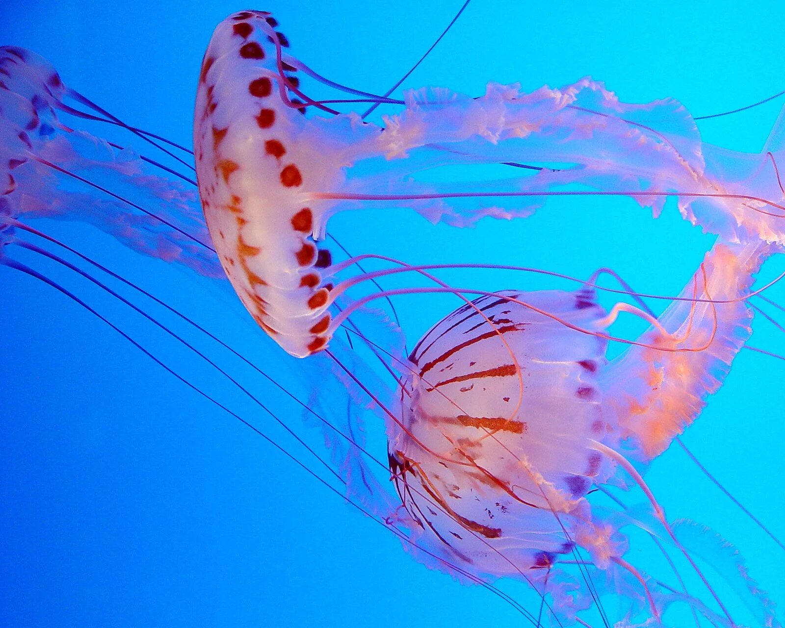Медузы Cnidaria. Морские беспозвоночные. Без позвоночные морские. Прибрежные беспозвоночные.