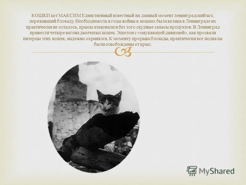 История блокадного кота. Кошки блокадного ленинграда. История блокадного кота. Блокада ленинграда кошки. История блокадного кота.