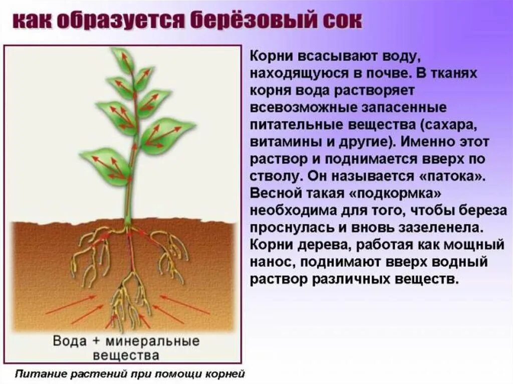 Корни растений. Корень. Роль корня в жизни растения. Корни растений в почве. Полагаться корень