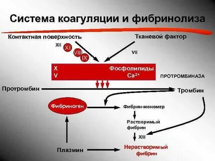 Гемостаз фибринолиз