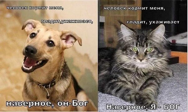 Собака наверное. Кот и собака разница. владельцы собак и кошек прикольные. разница между кошкой и собакой.