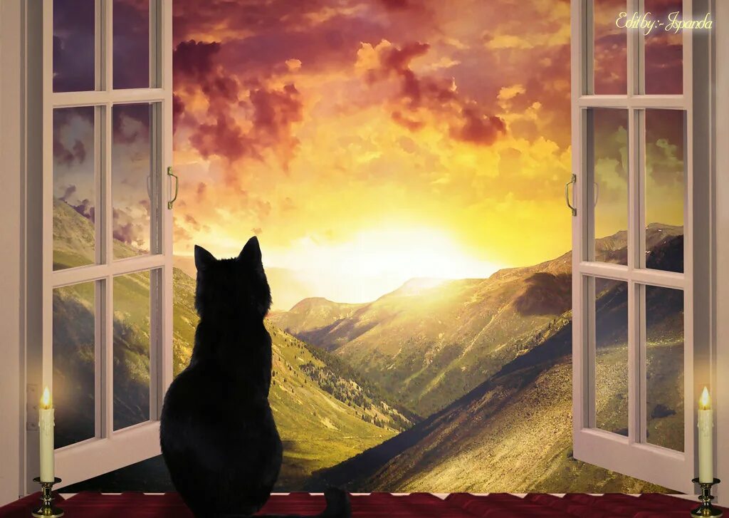 Пейзаж в окне. Кошка на окне. Картина окно с видом. Котик у окна.