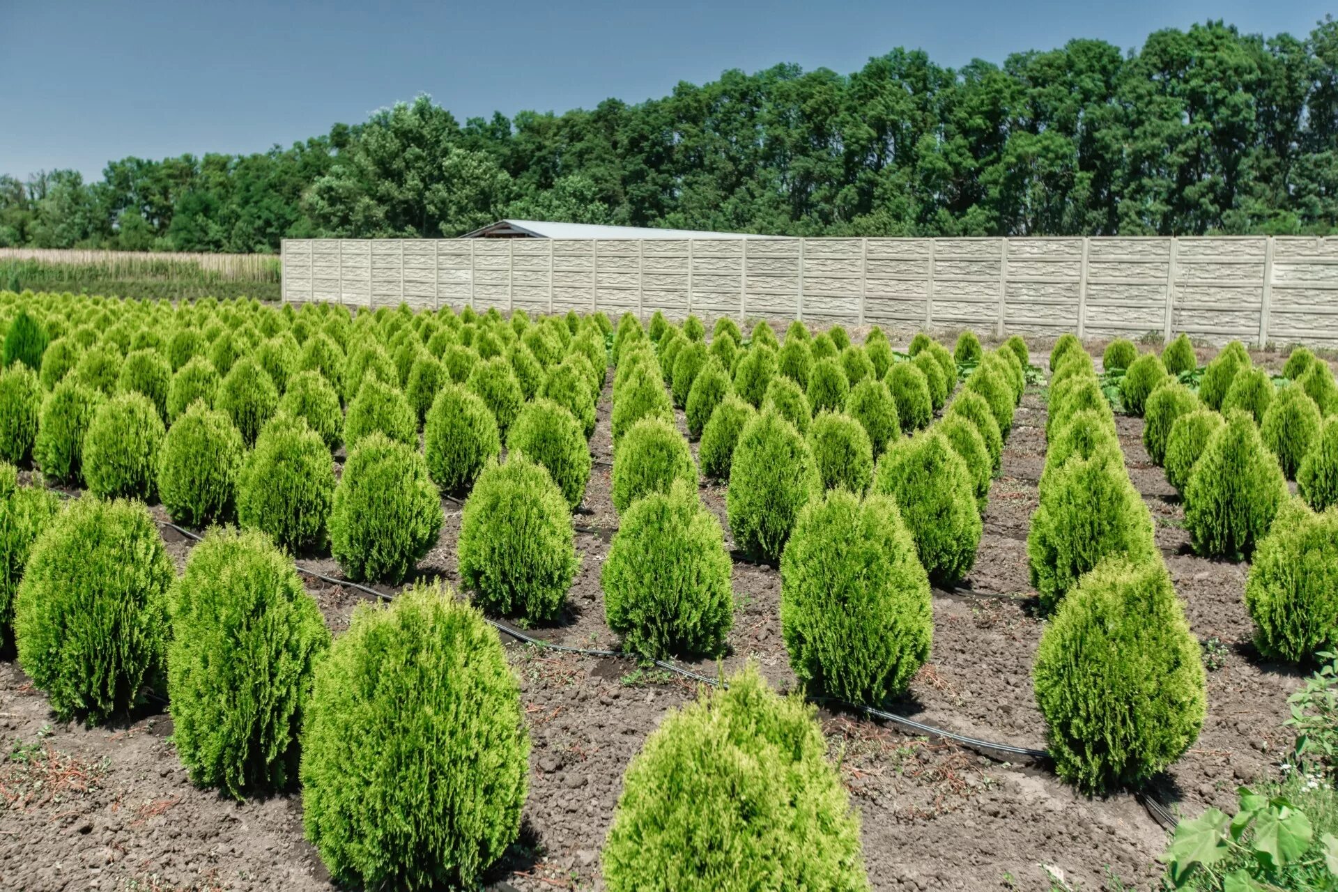 питомник фирма кассиопея саженцы. пятигорский питомник хвойных растений. саженцы р9 хвойные. питомник саженцев интернет магазин каталог. питомник саженцев интернет магазин каталог.