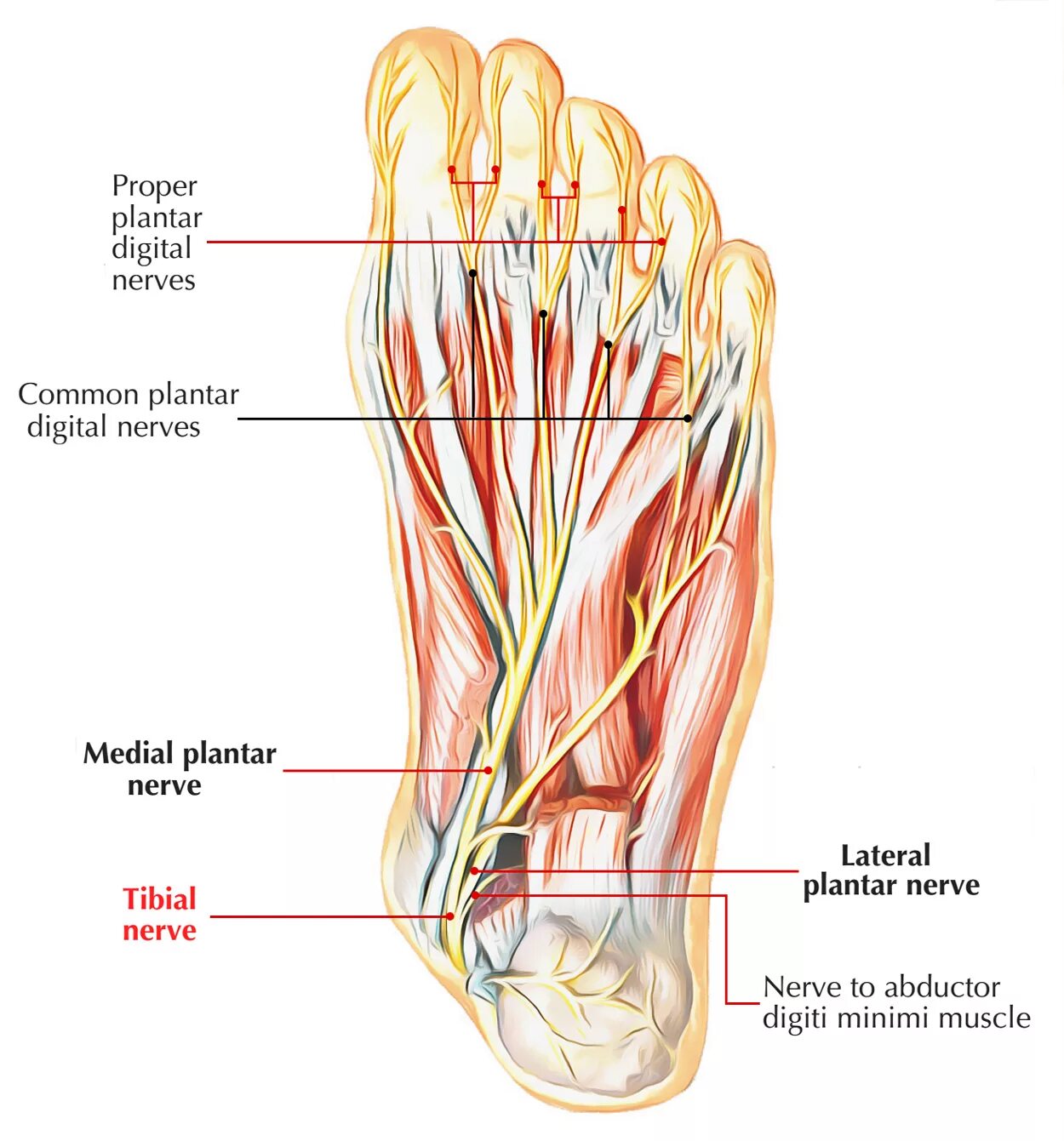 Plantaris lateralis нерв. Тибиалис нерв. N plantaris medialis.