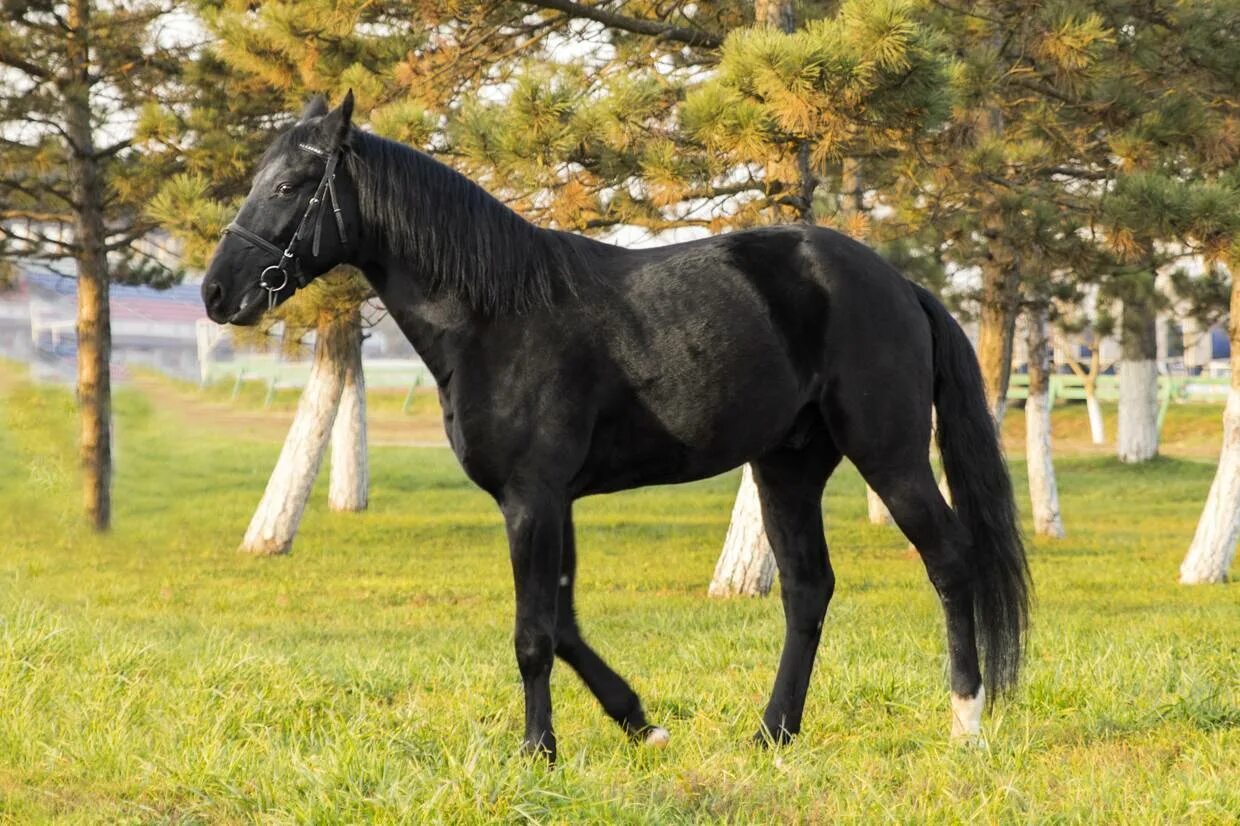 Породистый конь. Порода лошади карачаевец. Лошади вороные карачаевской породы. Арабо карачаевская порода лошадей. Вороная Кабардинская лошадь.