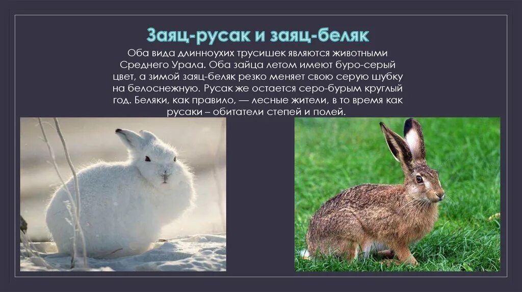 Беляк и русак отличия и сходства. Заяц беляк и заяц русак. заяц беляк и русак. различаются. беляк русак. различия зайца беляка и русака.