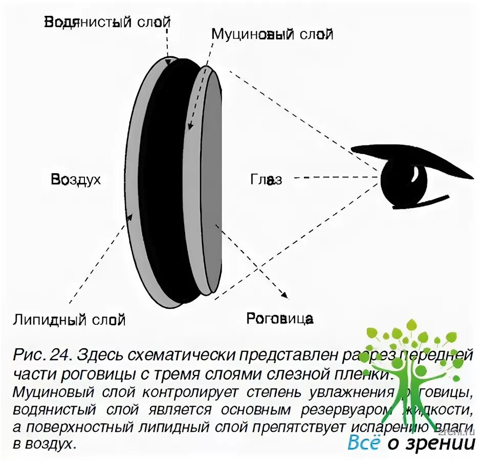 Воздух через глаз. Муциновый слой слезной пленки. Функции муцинового слоя слезной пленки:. Синдром сухого глаза муциновый слой. Механизм слёзоотведения.