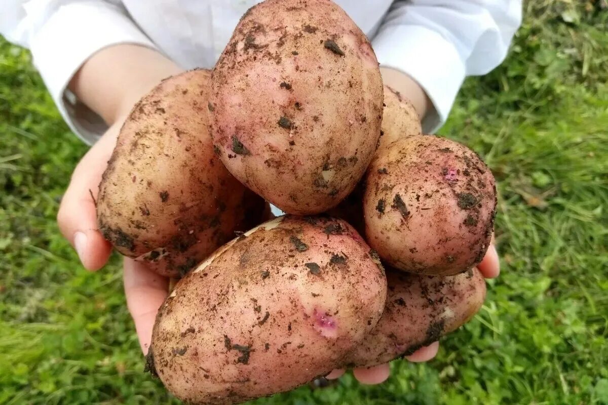 Какие сорта картофеля развариваются. Сорт картофеля мерлот. картофель сорт сесиль. сорт гретта картофель.