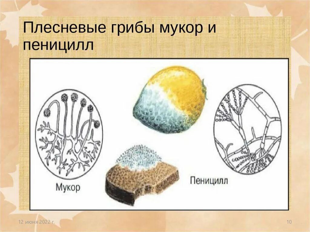 Плесневые грибы 5 класс биология. Что такое гриб пеницилл 5 класс биология. Строение плесневого гриба пеницилла. Плесневые грибы рисунок 5 класс биология. Пеницилл группа организмов