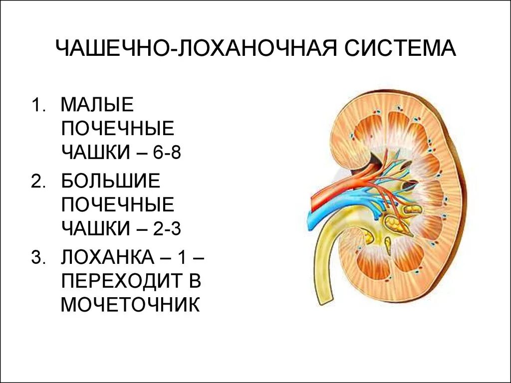 Чашечно-лоханочная система почки. Строение почки чашечка лоханка. Анатомия чашечно-лоханочной системы почек. Чашечно-лоханочный аппарат почки.