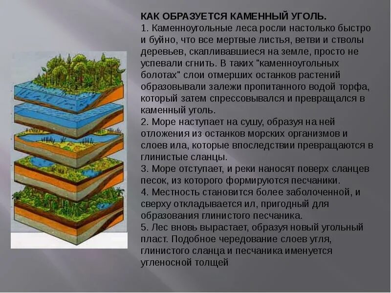 В древности образовали залежи каменного угля. Как образовался каменный уголь. Образование каменного угля. Как образуется каменный. Сообщение образование каменного угля.