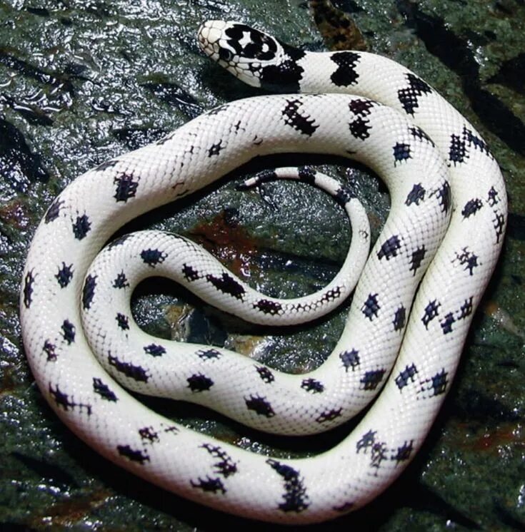 Thick snake. Королевская змея Калифорнийская Lampropeltis getulus californiae. Калифорнийская Королевская змея. (Lampropeltis getulus nitida). Королевский калифорнийский полоз. Змея краснобрюхий полоз.