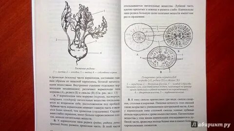 Схема неумывакина