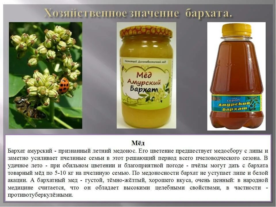 Амурский бархат ягоды лечебные. Бархат амурский. Амурский бархат ягоды лечебные. Амурский бархат ягоды. Амурский бархат ягода дерево.