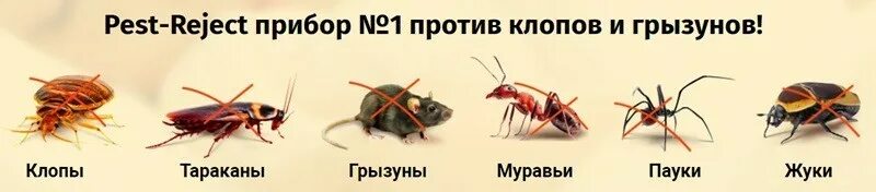 Тараканы едят муравьев. Тараканы едят муравьев. Тараканы едят муравьев. Тараканы едят муравьев. Тараканы едят муравьев.