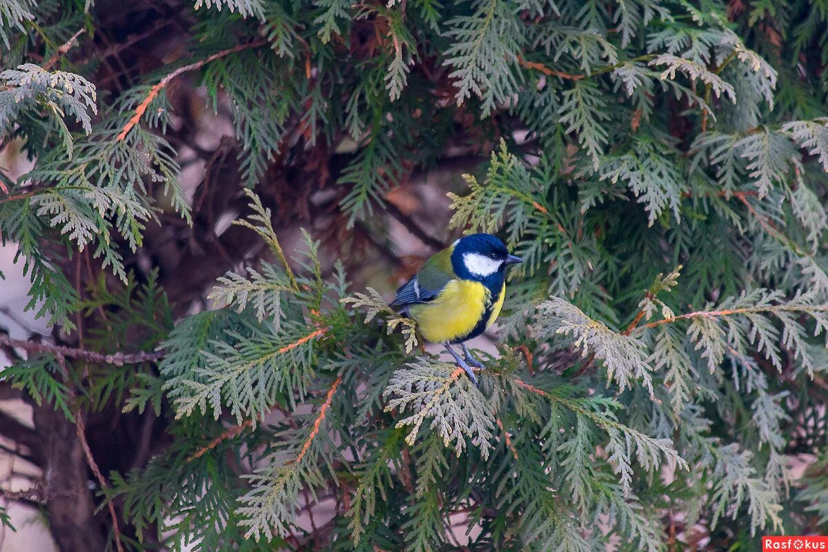 тенькает синица меж лесных. синичка поет весной. синица тенькает. синица тенькает. синицы на ветке.