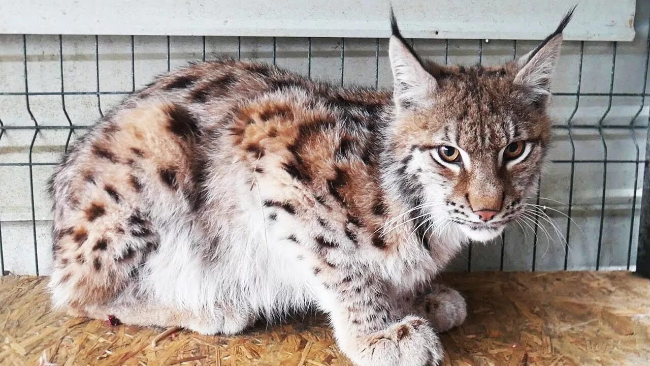 Рысь домашняя ханна. Bobcat тв катя валеева. Катя бобкэт фото. Канал бобкэт. Катя бобкэт.