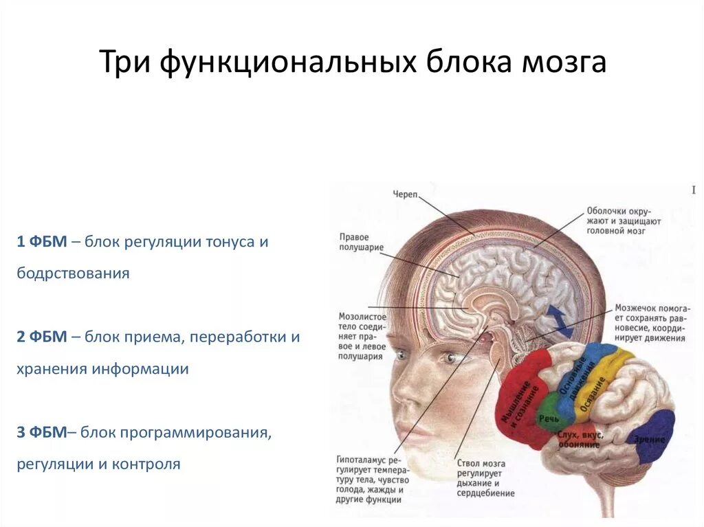 1 Блок регуляции тонуса и бодрствования. Блок, обеспечивающий регуляцию тонуса и бодрствования. 1 Блок мозга блок регуляции тонуса и бодрствования. Структурно-функциональное строение мозга. Функциональные особенности мозга