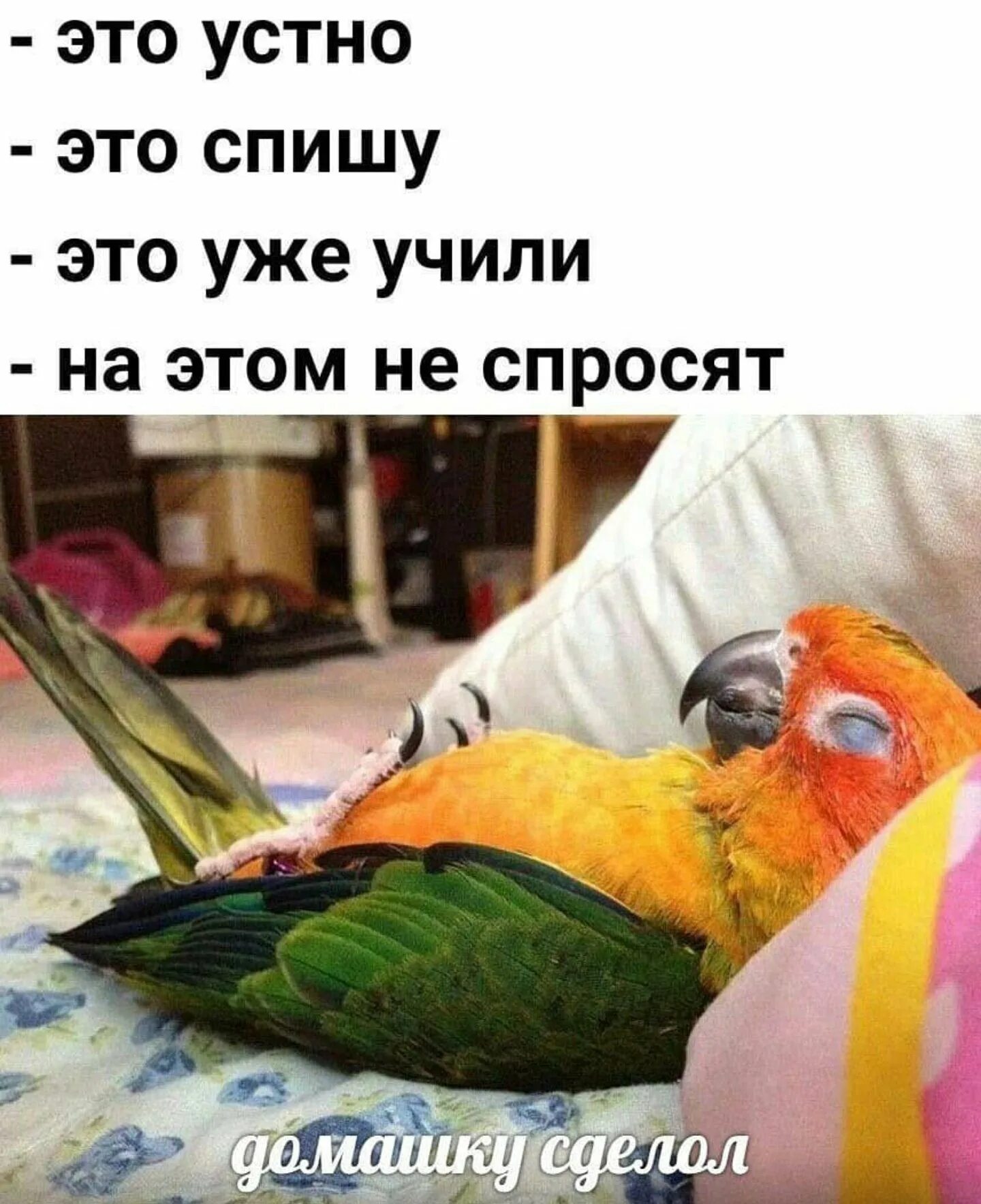 Отрицание к высказыванию любой попугай умеет разговаривать. Мемы с попугаями. попугай мем. смешные попугаи с надписями. папуги мемы.