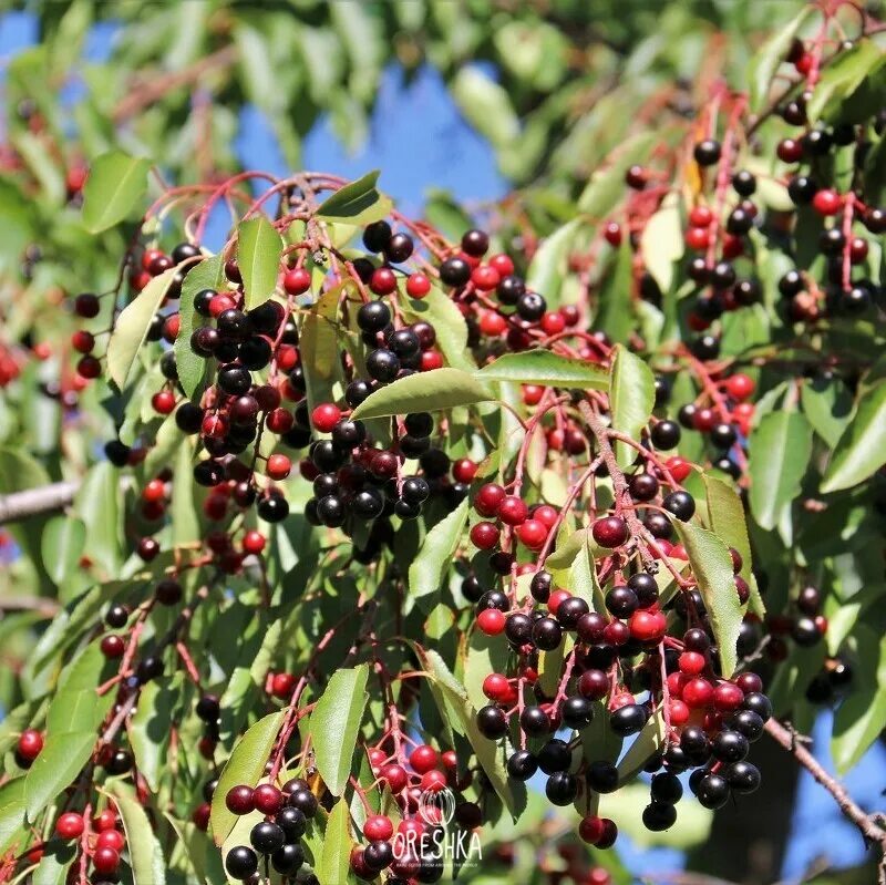 Черемуха виргинская фото. Черемуха виргинская (Padus virginiana). Черемуха виргинская Шуберт. Черемуха виргинская Шуберт ягоды съедобные?. Черемуха виргинская (3-3,5м).