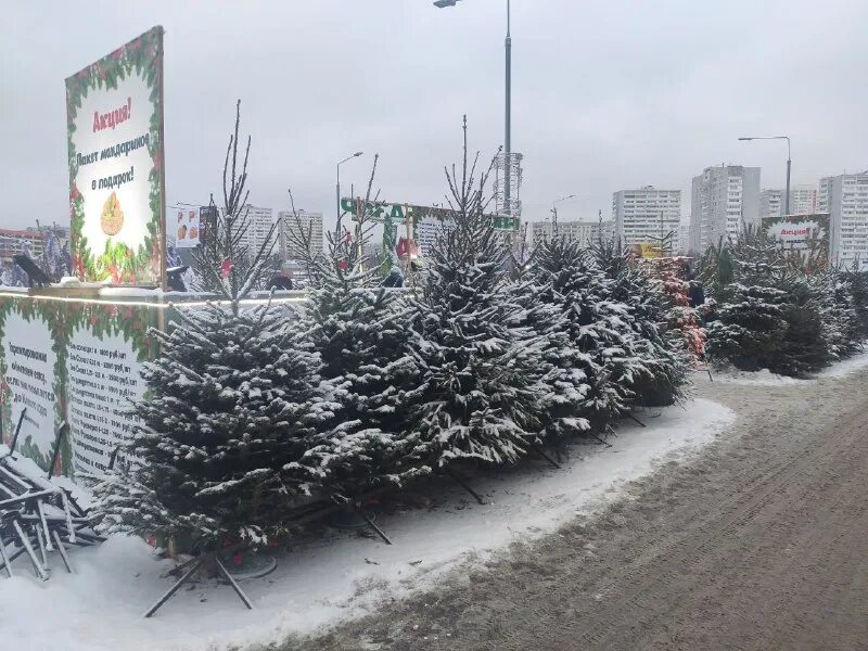 ель на продажу. самая высокая елка. а4 елка за 1 и за 1000. новогодняя елка без фона. а4 елка за 1 и за 1000.