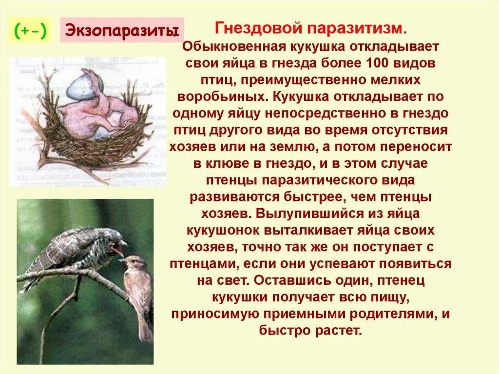 Почему кукушку назвали кукушкой. Гнездовой паразитизм кукушки. Гнездовой паразитизм у птиц. Гниздо вой парази тизм. Кукушка откладывает яйца в гнезда.