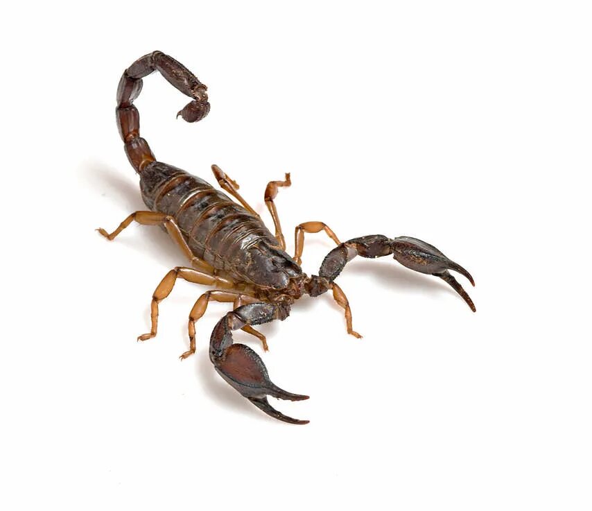 Scorpion white. Скорпион на белом фоне. Скорпион без фона. Прозрачный Скорпион. Скорпион фон.