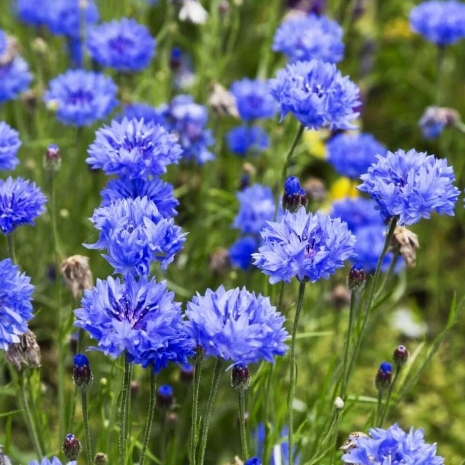 Василек голубой Centaurea cyanus. Василек синий (Centaurea cyanus). Василёк Блю бол. Василек полевой.