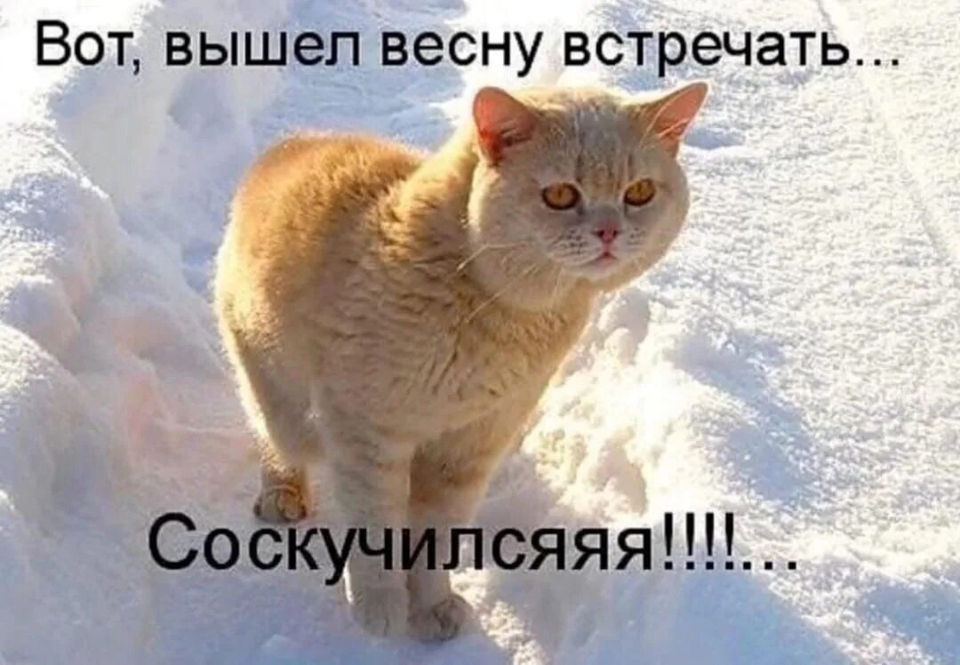 Приколы про зиму. Открытка зиму перезимовали и весну перезимуем. Весну перезимуем картинки. Весну перезимовали. Перезимовали и весну перезимуем.