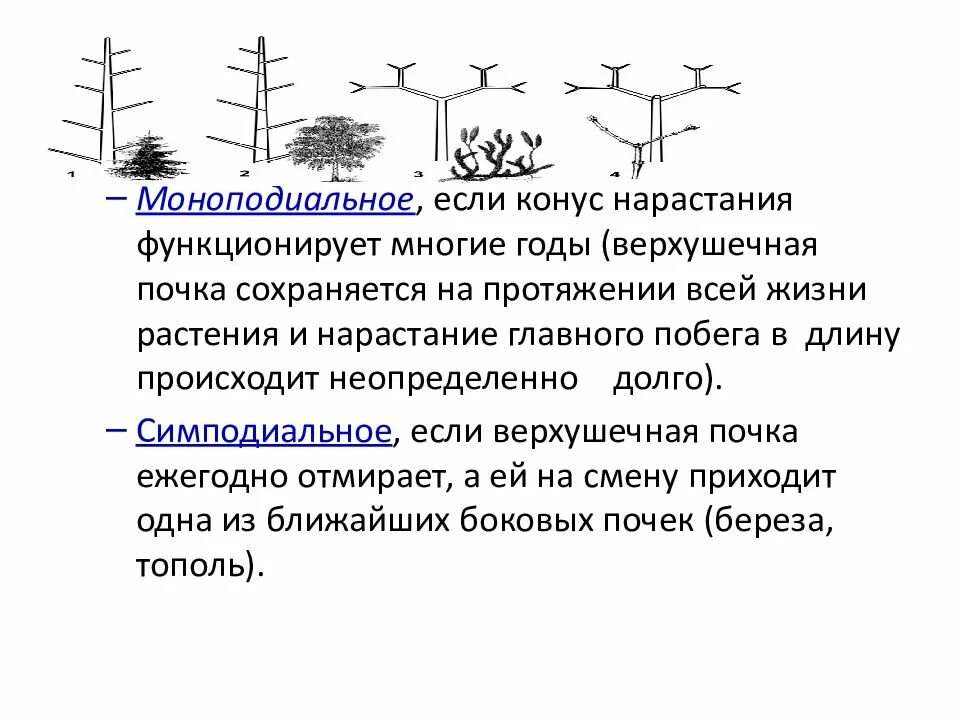 В условиях нарастания. Типы нарастания побегов. Тип ветвления моноподиальное. Моноподиальное ветвление примеры. Моноподиальное ветвление характерно для.