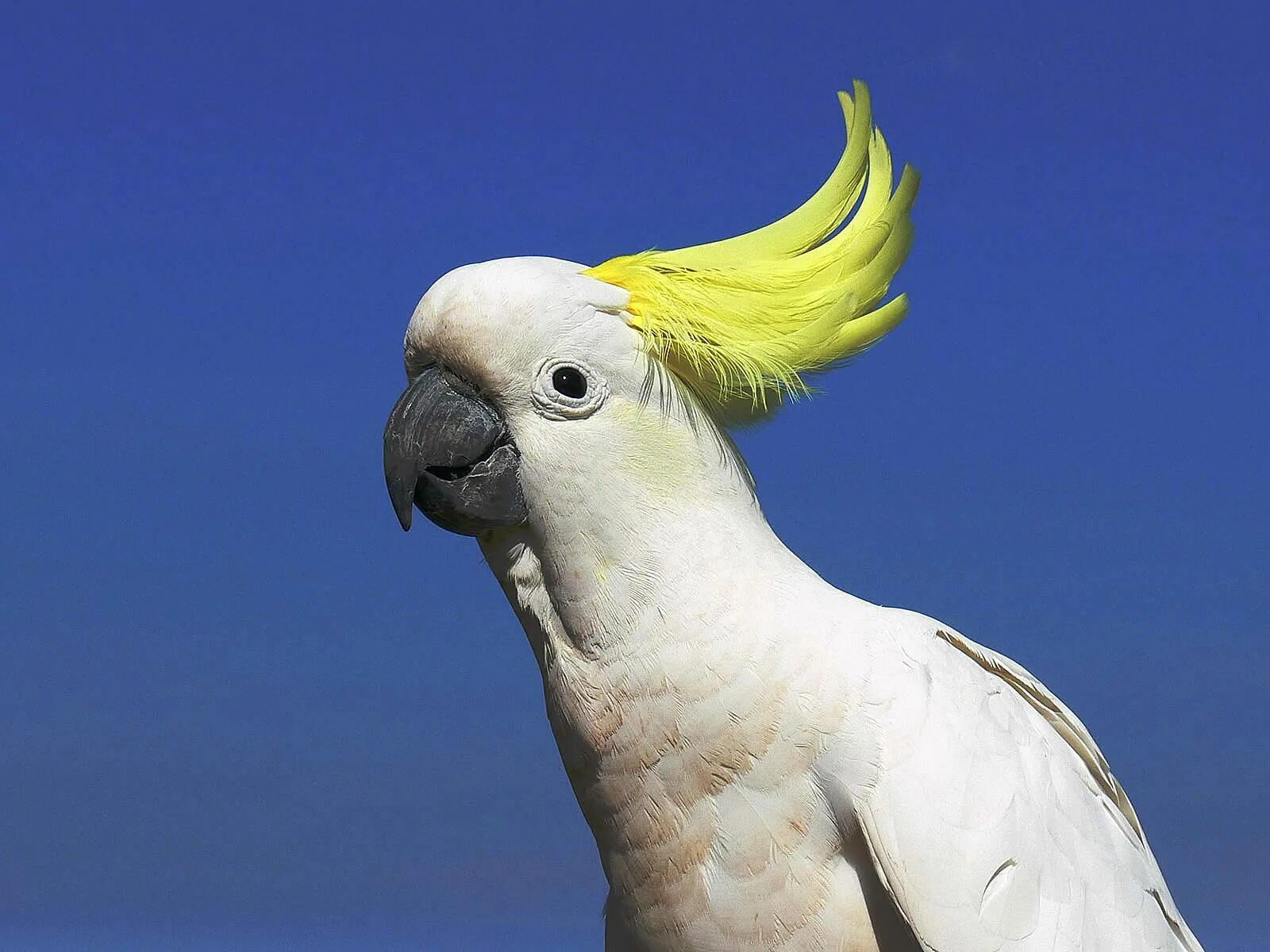 Род какаду в русском. Попугай Какаду. Попугай Какаду с хохолком. Sulphur Crested Cockatoo. Клюв Какаду.