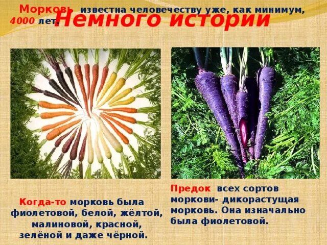Дикорастущий предок моркови. Морковь в древности. Морковка культурное растение. Предки культурных растений морковь.