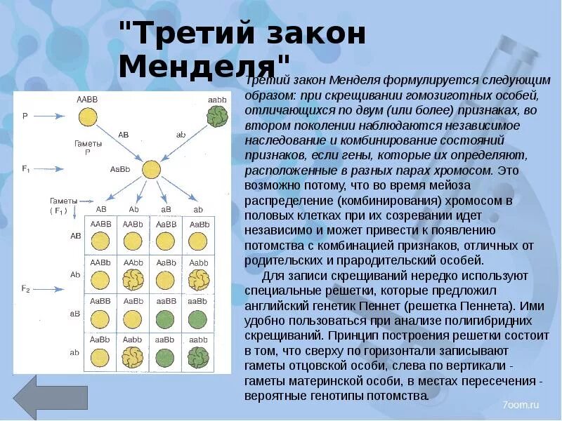 Гаметы образуемые при моногибридном скрещивании. Решетка Пеннета 3 закон Менделя. Третий закон Менделя закон независимого наследования признаков. 3 Закон Менделя закон независимого комбинирования. Третий закон Менделя - закон независимого наследования.