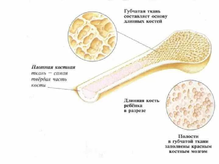 Губчатые кости образуют. Строение губчатой кости человека. Строение кости человека в разрезе. Губчатые и кости человека анатомия. Губчатая кость в разрезе.