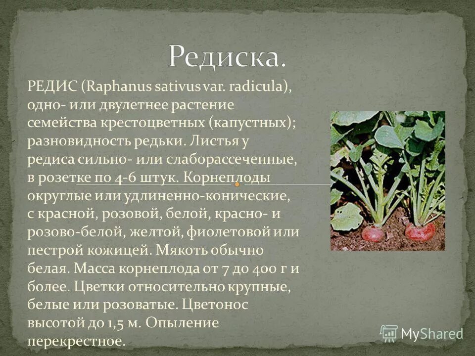 Семейство крестоцветные сообщение. Редиска это крестоцветное растение. Редька семейство крестоцветные. Описание редис семейство крестоцветные. Семейство крестоцветные редька описание.