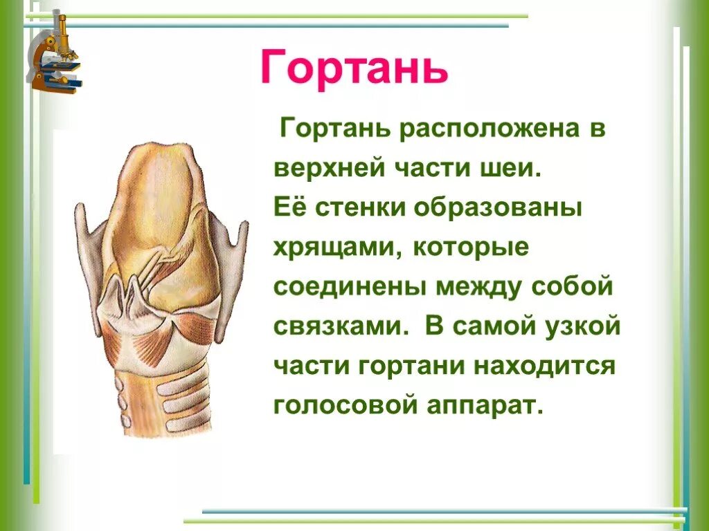 Гортань реферат. Гортань.