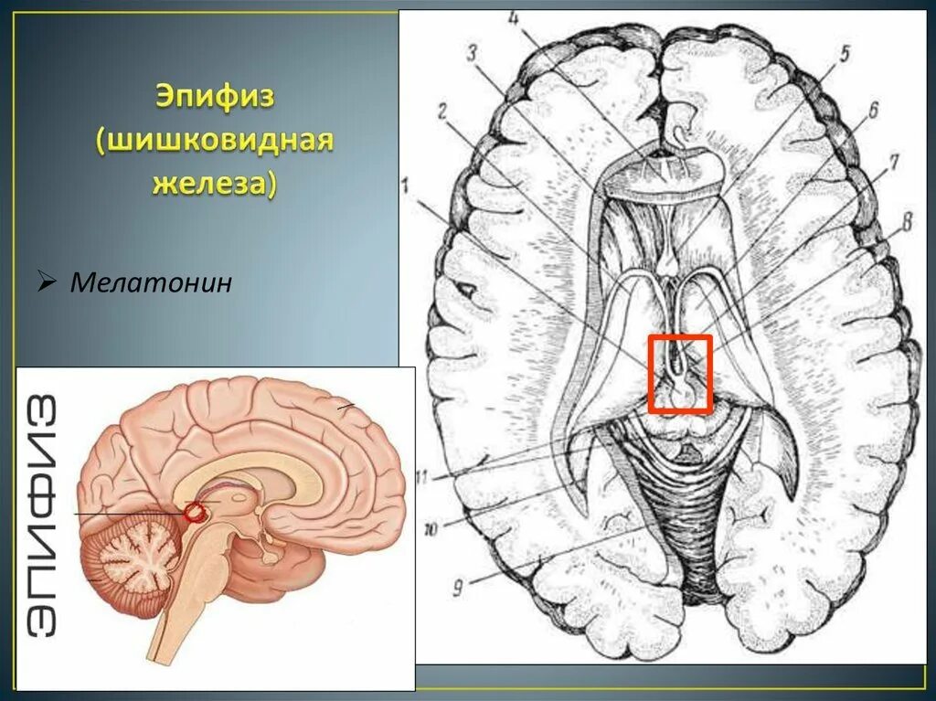 Шишковидная железа. Шишковидное тело анатомия. Эпифиз. Шишковидное тело вид сверху.