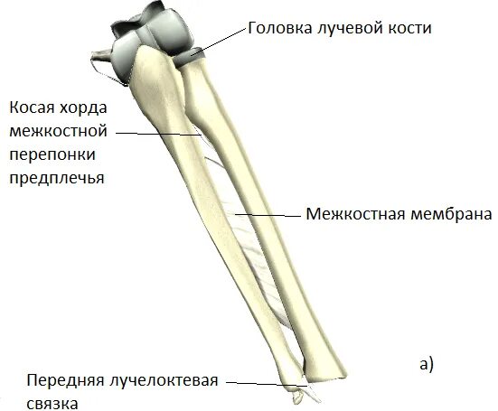 Кости предплечья соединение. Межкостная мембрана соединяет кости. Проксимальный лучелоктевой сустав. Межкостная мембрана предплечья соединяет. Локтевой сустав межкостная перепонка.
