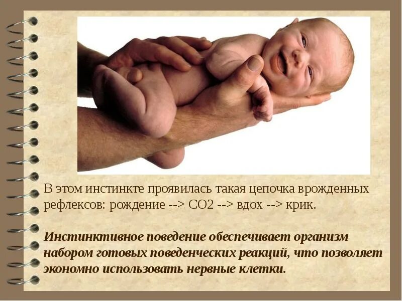 Врожденные рефлексы новорожденных. Врождённые рефлексы новорожденного. Инстинкт у новорожденного. Цепочка врожденных рефлексов. Врожденные формы поведения.